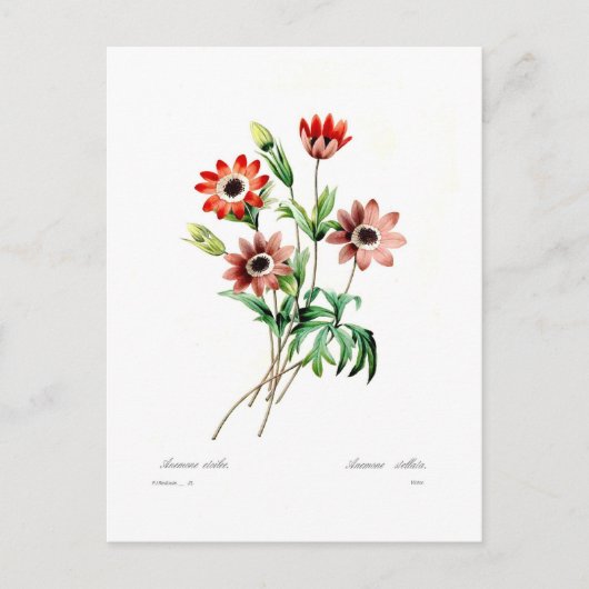 Anemone stellata briefkaart (Voorkant)