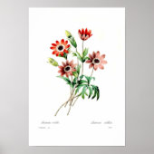 Anemone stellata poster (Voorkant)