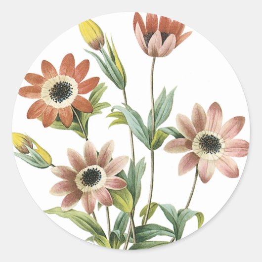 Anemone Stellata Ronde Sticker (Voorkant)