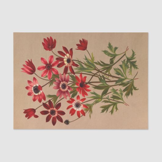 Anemone Stellata Varr (Anemone Hortensis Varr) Tissuepapier (Voorkant)