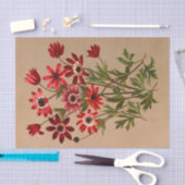 Anemone Stellata Varr (Anemone Hortensis Varr) Tissuepapier (Craft)