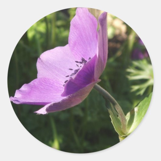 Anemone Stickers (Voorkant)