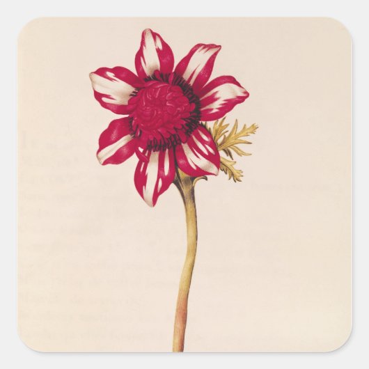 Anemone, uit La Guirlande de Julie, c.1642 Vierkante Sticker (Voorkant)