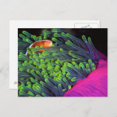 Anemone vis hiding in Anemone, Mozambique 2 Briefkaart (Voorkant / Achterkant)