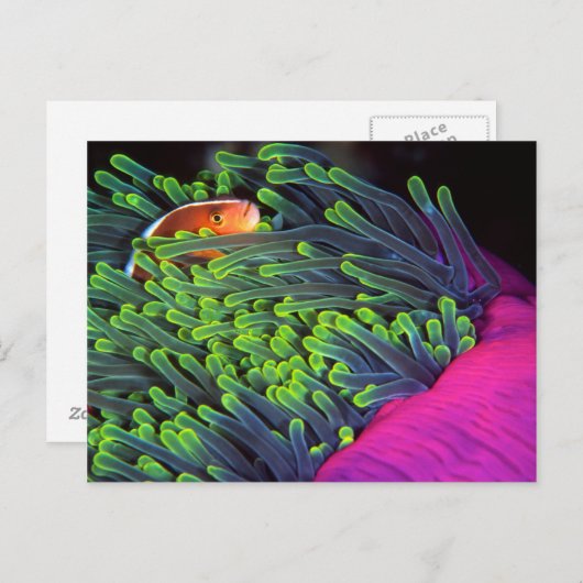 Anemone vis hiding in Anemone, Mozambique 2 Briefkaart (Voorkant / Achterkant)