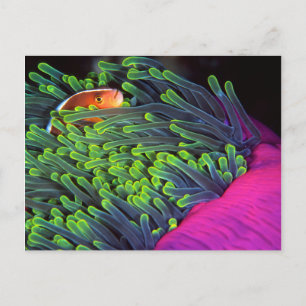 Anemone vis hiding in Anemone, Mozambique 2 Briefkaart