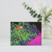 Anemone vis hiding in Anemone, Mozambique 2 Briefkaart (Staand voorkant)