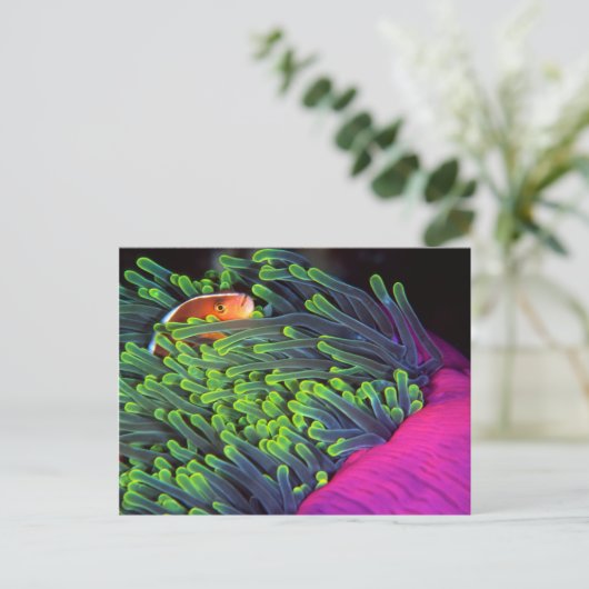 Anemone vis hiding in Anemone, Mozambique 2 Briefkaart (Staand voorkant)