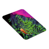 Anemone vis hiding in Anemone, Mozambique 2 Magneet (Rechterzijde)