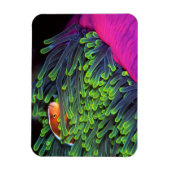 Anemone vis hiding in Anemone, Mozambique 2 Magneet (Verticaal)