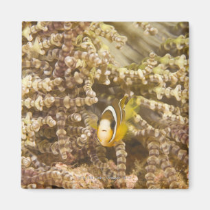Anemonefish (Amphiprion) van juveniele Clark Magneet