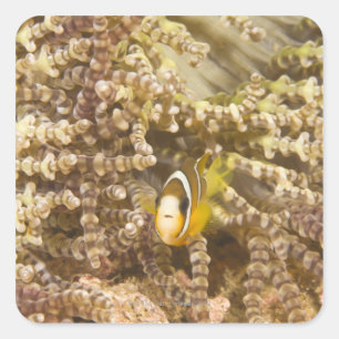 Anemonefish (Amphiprion) van juveniele Clark Vierkante Sticker