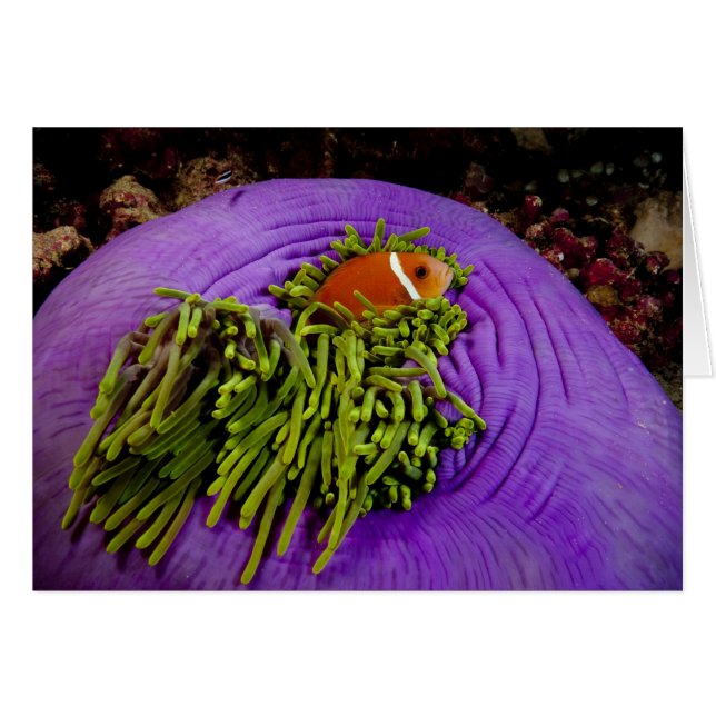 Anemonefish en grote anemon (Voorkant Horizontaal)