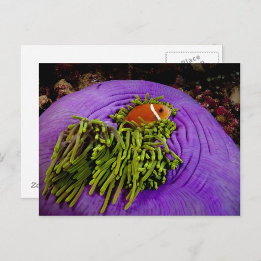 Anemonefish en grote anemon briefkaart (Voorkant / Achterkant)