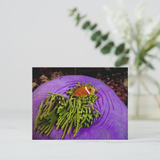 Anemonefish en grote anemon briefkaart (Staand voorkant)