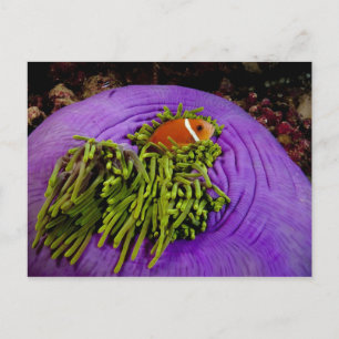 Anemonefish en grote anemon briefkaart