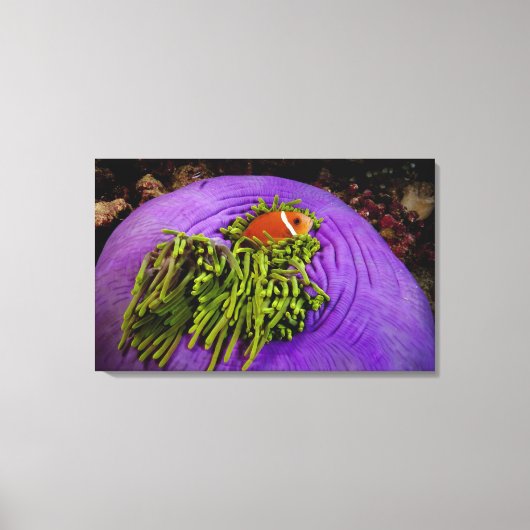Anemonefish en grote anemon canvas afdruk (Voorkant)