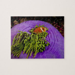 Anemonefish en grote anemon legpuzzel