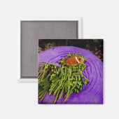 Anemonefish en grote anemon magneet (Voorkant / Achterkant)