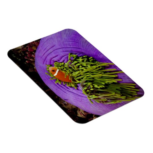 Anemonefish en grote anemon magneet (Rechterzijde)