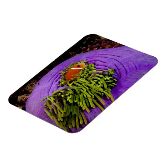 Anemonefish en grote anemon magneet (Linkerzijde)