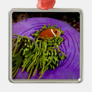 Anemonefish en grote anemon metalen ornament