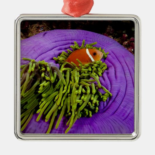 Anemonefish en grote anemon metalen ornament (Voorkant)