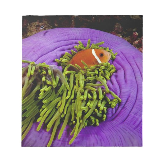 Anemonefish en grote anemon notitieblok (Voorkant)