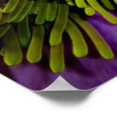 Anemonefish en grote anemon poster (Hoek)