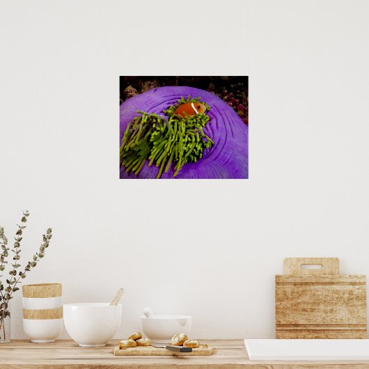 Anemonefish en grote anemon poster (Keuken)