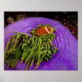 Anemonefish en grote anemon poster (Voorkant)