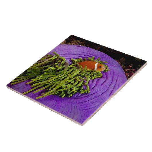 Anemonefish en grote anemon tegeltje (Zijkant)