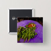 Anemonefish en grote anemon vierkante button 5,1 cm (Voorkant /achterkant)