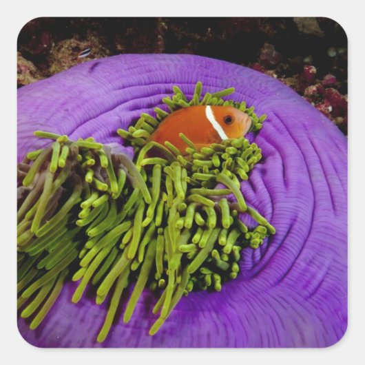 Anemonefish en grote anemon vierkante sticker (Voorkant)