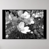 Anemonen Poster (Voorkant)