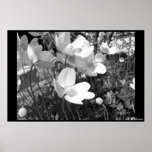 Anemonen Poster