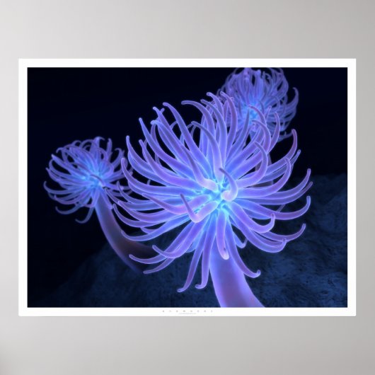 Anemonen Poster (Voorkant)