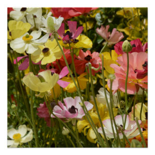 Anemones-gebied Perfect Poster