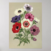 Anemones poster (Voorkant)