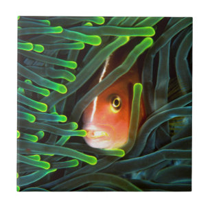 Anemonevis die zich verbergt in een anemoon, Mozam Tegeltje