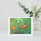 Anemonvis - 02 briefkaart (Staand voorkant)