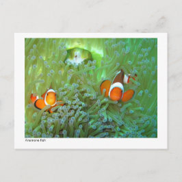 Anemonvis - 02 briefkaart