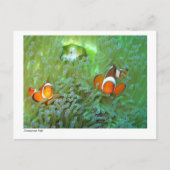 Anemonvis - 02 briefkaart (Voorkant)