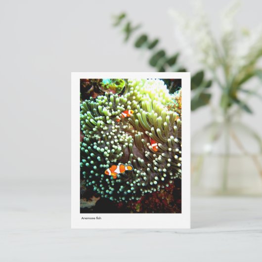 Anemonvis briefkaart (Staand voorkant)