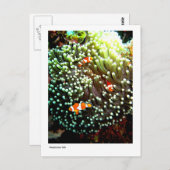 Anemonvis briefkaart (Voorkant / Achterkant)