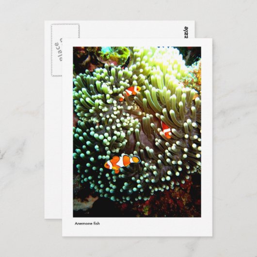 Anemonvis briefkaart (Voorkant / Achterkant)