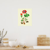 Anemoon Bloem Vintage Ster Poster (Keuken)