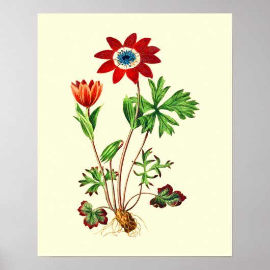 Anemoon Bloem Vintage Ster Poster (Voorkant)