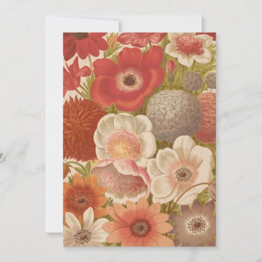 anemoon | George Nicholson (Voorkant)