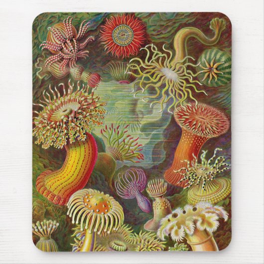 Anemoon van Vintage Haeckel Muismat (Voorkant)